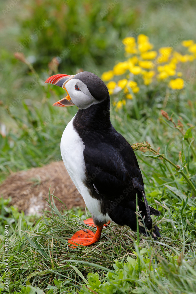 Naklejka premium puffin