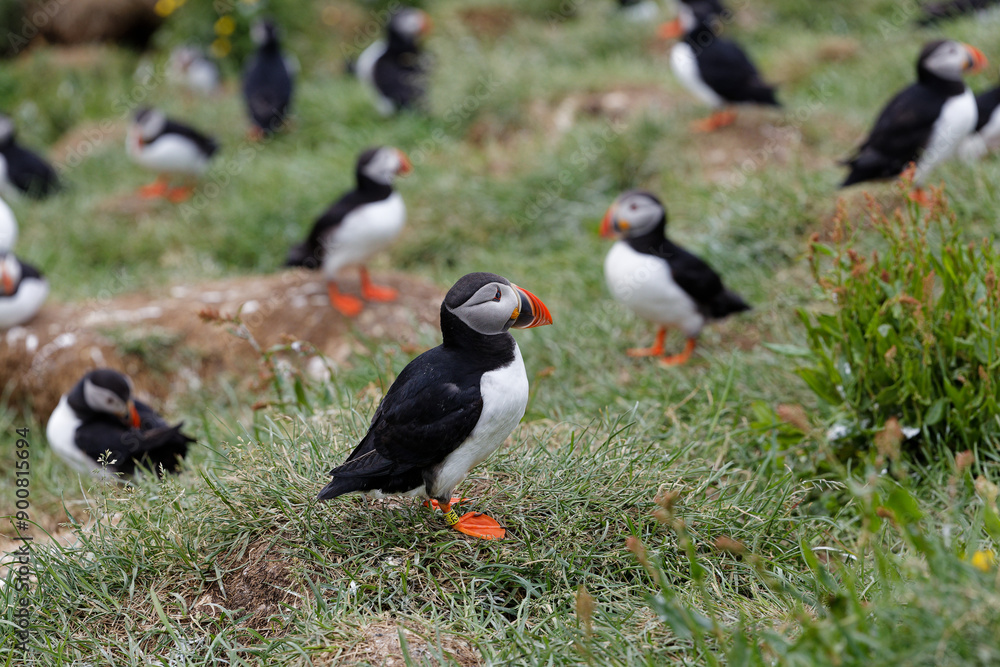 Fototapeta premium puffin