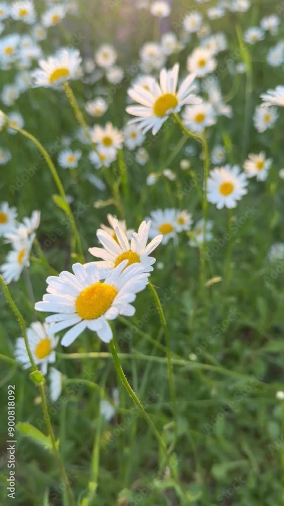 Chamomile on a summer meadow nature panoramic landscape. vertical.Sunlight field of daisies flowers close up. Blooming white flower in the grass background. Illuminated by the evening sun Spring vibes Chamomile on a summer meadow nature panoramic landscape. vertical.Sunlight field of daisies flowers close up. Blooming white flower in the grass background. Illuminated by the evening sun Spring vibes