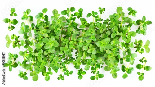 A spread of fresh green thyme leaves and stems displayed evenly on a white background, highlighting their tiny leaves, natural texture, and aromatic appeal.