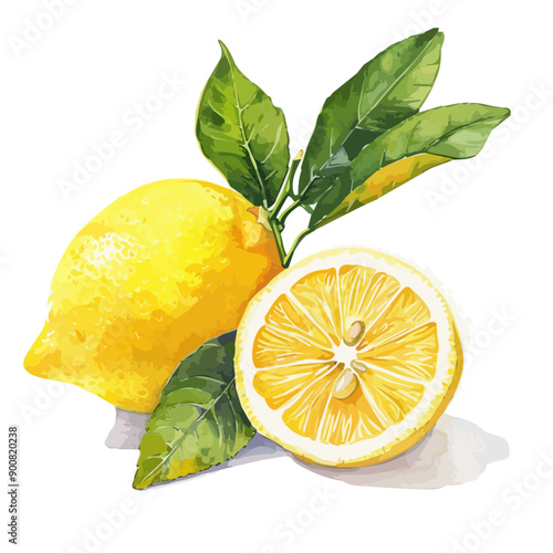 Watercolor painting of lemon, isolated on a white background, lemon vector