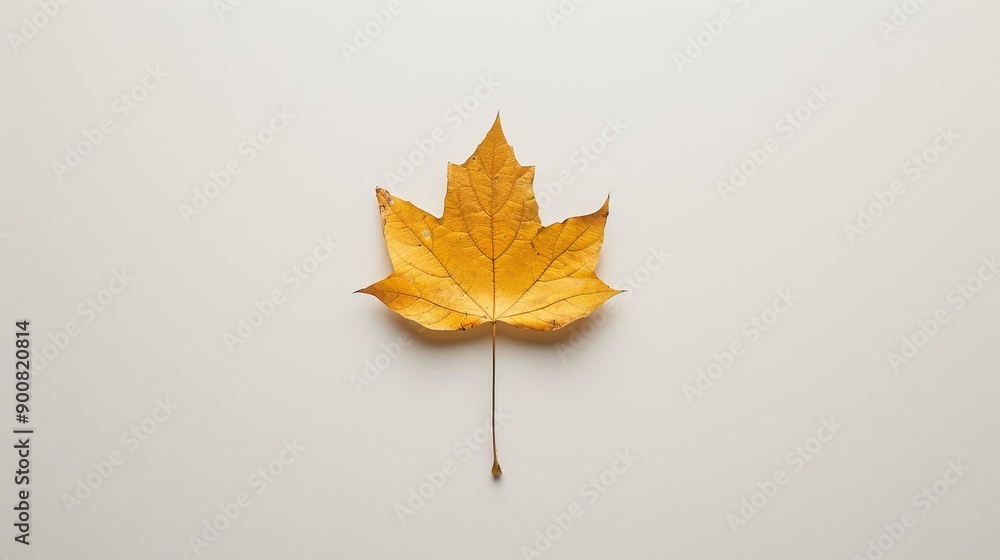 Obraz premium Single maple leaf on white background