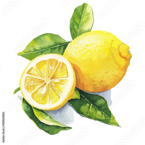 Watercolor vector of lemon, isolated on a white background, lemon vector