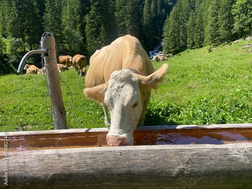 cow on the farm