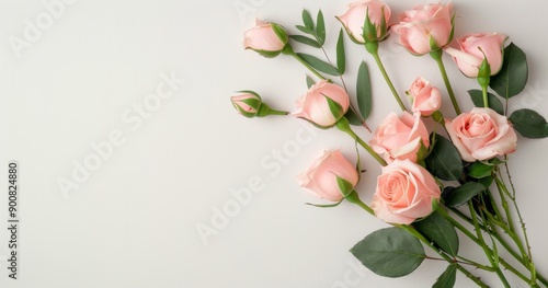 Pink Roses on White Background