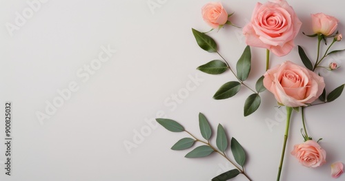 Pink Roses on White Background