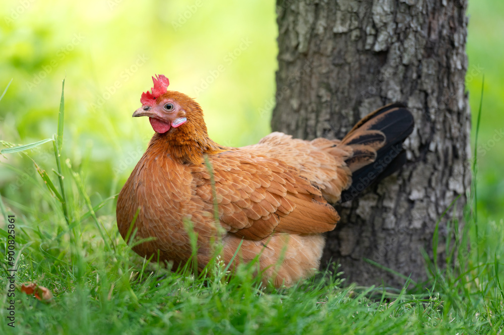 Fototapeta premium A red hen grazes in the green grass. Raising poultry. Chickens in the garden.