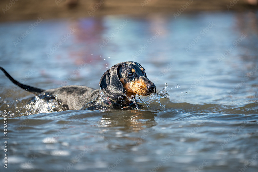 dog playing in water. Croatia