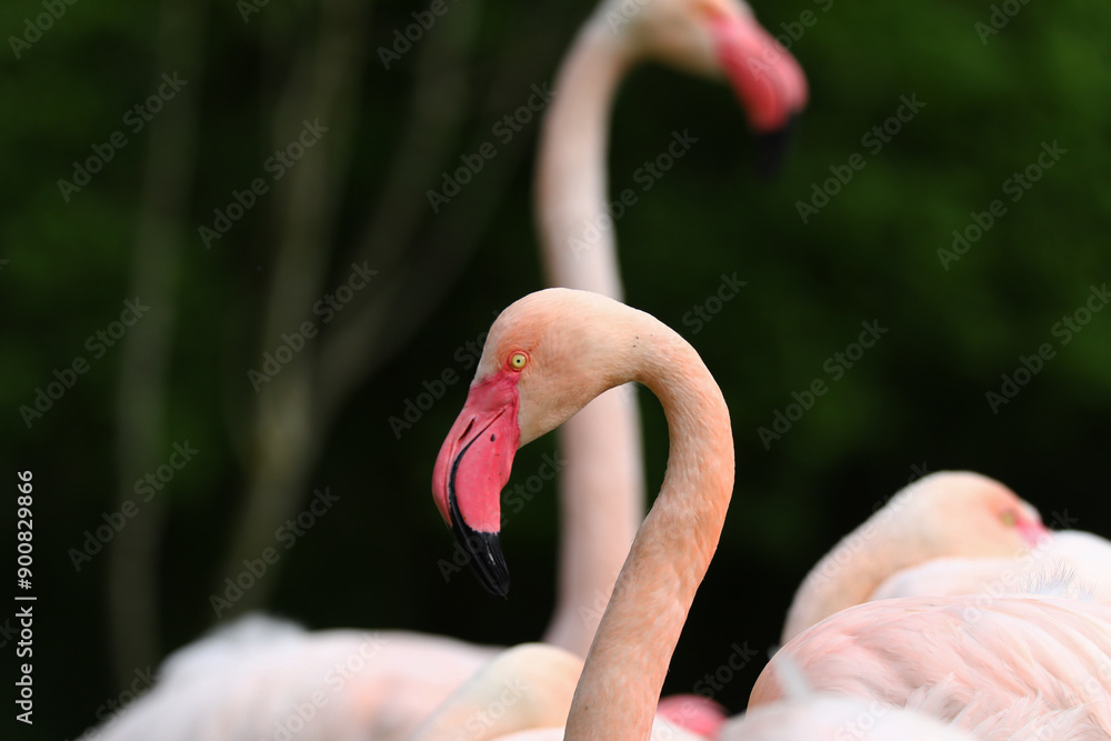 Naklejka premium Beautiful pink Flamingos close up.