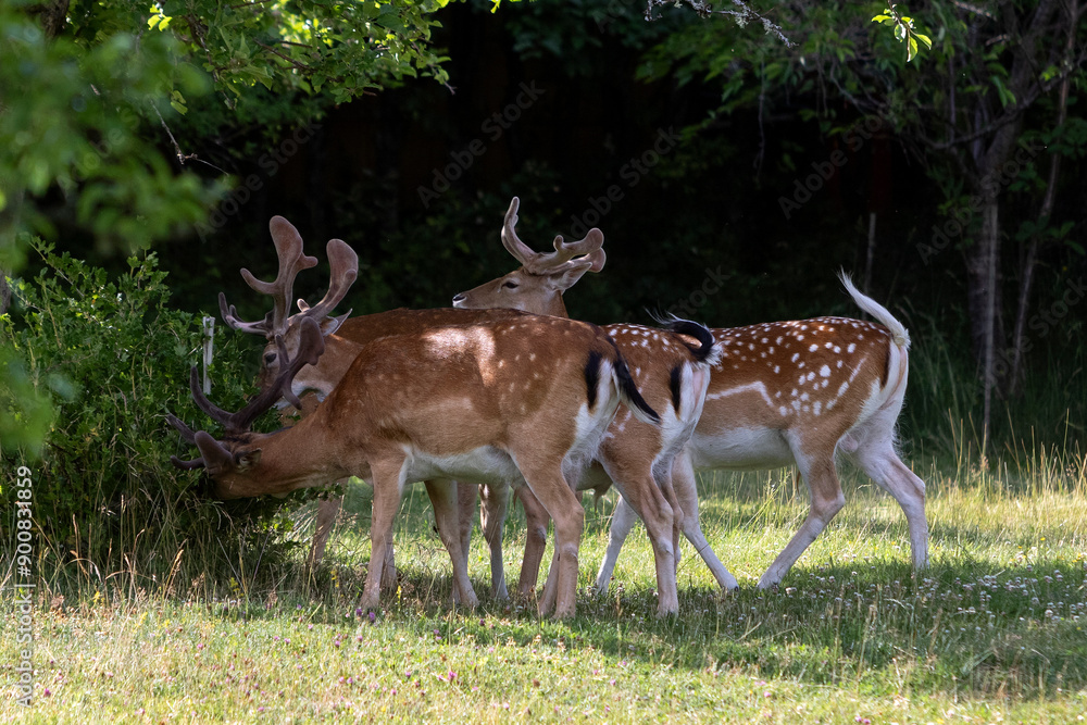 Sika deer lying on the grass in a spring apple orchard early in the morning Sika deer lying on the grass in a spring apple orchard early in the morning