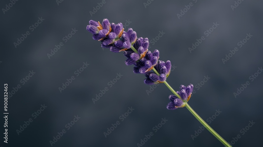 Sprig of lavender on smooth background Sprig of lavender on smooth background