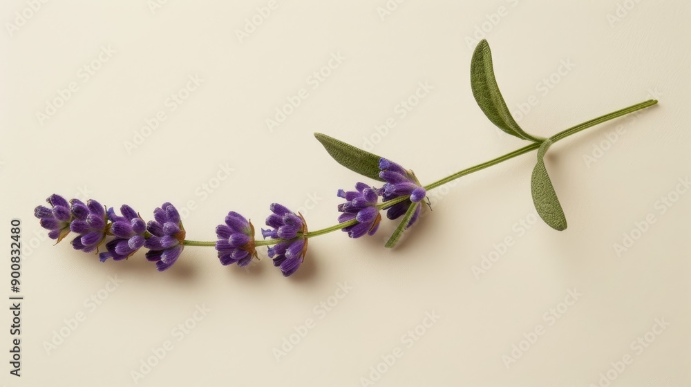 Sprig of lavender on smooth background Sprig of lavender on smooth background