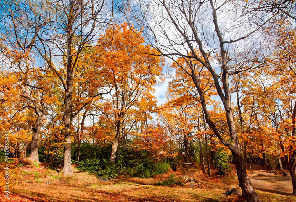 Fototapeta premium trees in autumn