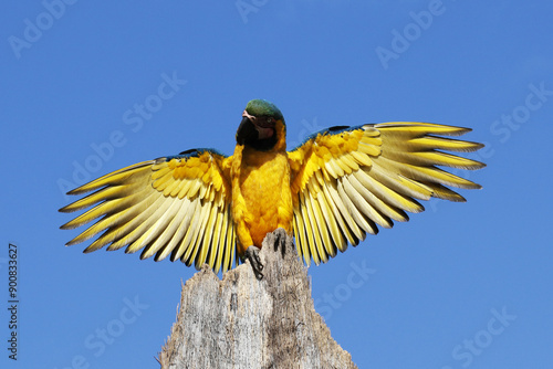 golden eagle in flight photo