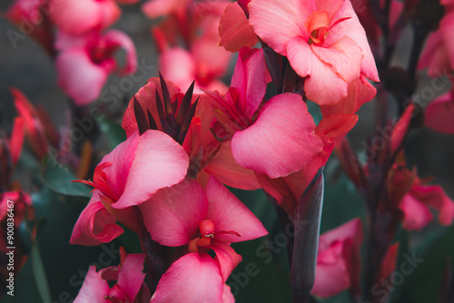 beautiful variety of flowers, ROSE CANNOVA CANNA Seeds, background with pink beautiful flowers, floral background, flowers texture  photo