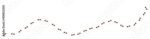 Marching ant colony, insect trail. Vector illustration