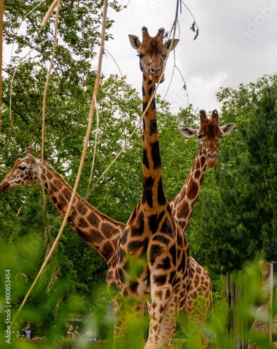 Photography Wild animals - Survival of the fittest