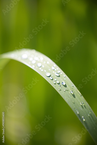 dew on grass