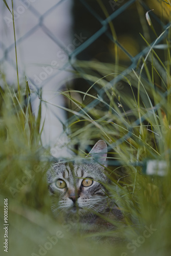 close up of a cat