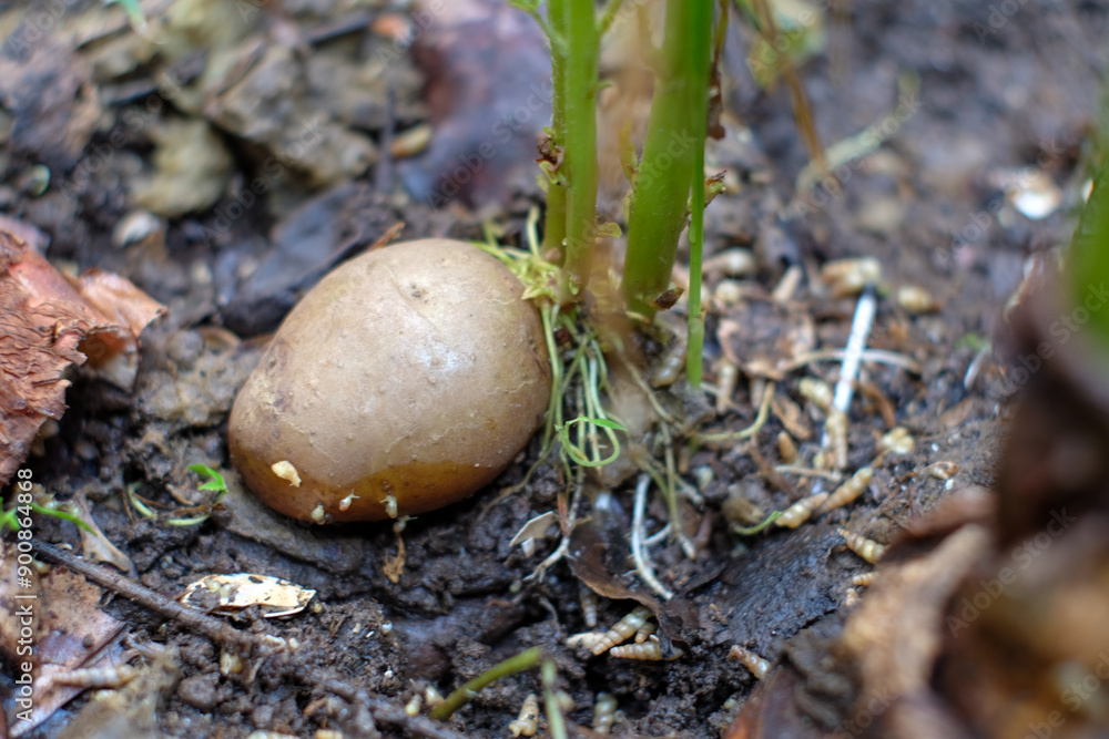 Sprouted potato tubers. Green shoots of potato seeds on the background of the plantation. Agricultural background. Sprouted potato tubers. Green shoots of potato seeds on the background of the plantation. Agricultural background.