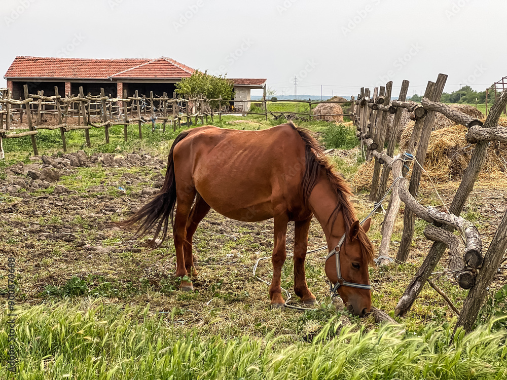 Obraz premium A chestnut brown well-groomed horse walks in the farmyard and chews grass. Equestrian life on the farm. Agriculture and horse care. High quality photo