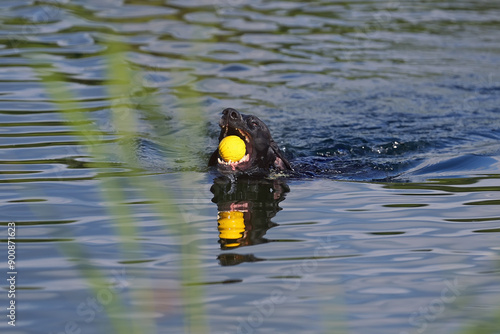 Funny black and white Greyster dog posing outdoors swimming in a pond holding a yellow ball in its mouth in summer