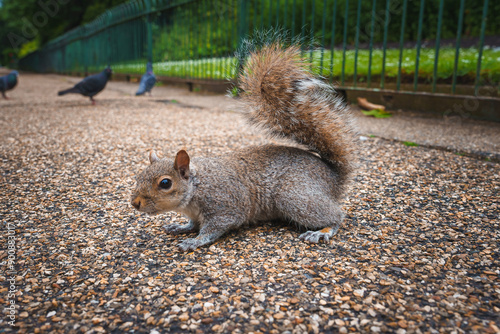 A lively scene in a London park featuring a squirrel standing on a gravel path with a green metal fence and pigeons in the background. Urban nature at its best. photo