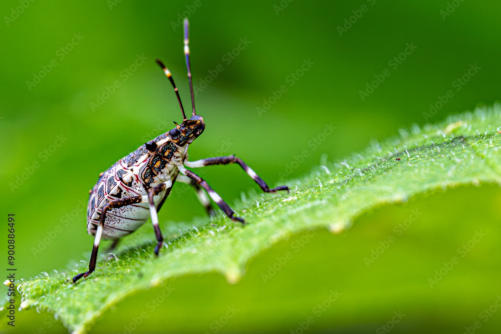 bug on a leaf bug on a leaf