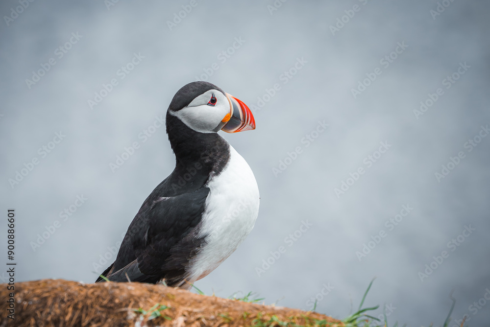 Naklejka premium Detailed image of an Atlantic puffin with vibrant beak and expressive eyes, standing on a grassy cliff edge with the ocean in the background in Iceland.