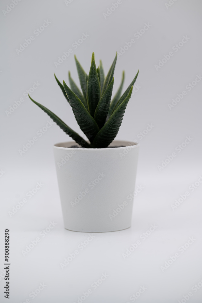 Artificial Aloes vera plant in a white pot on a white background Artificial Aloes vera plant in a white pot on a white background