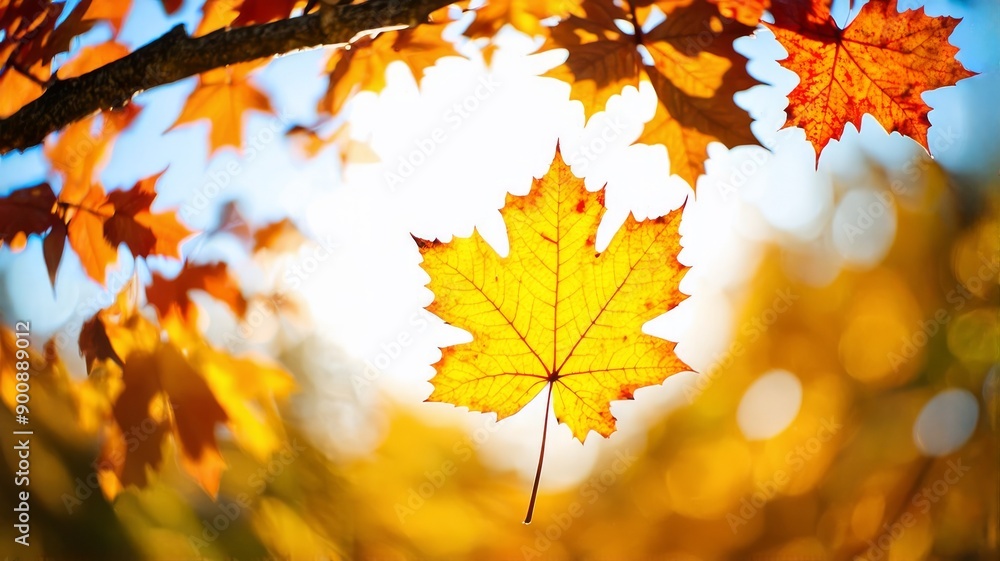 Beautiful Autumn Maple Leaf Backlit by Sunlight in a Forest Scene Beautiful Autumn Maple Leaf Backlit by Sunlight in a Forest Scene
