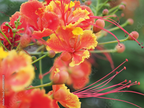 Quadro su tela Vibrant red flamboyant flowers in bloom.