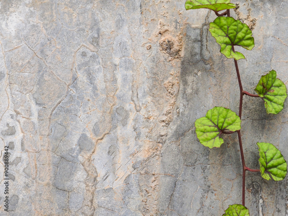Naklejka premium Ivy vine covering the cement wall