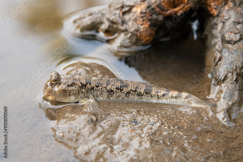 A beautiful common mudskipper (Periophthalmus kalolo) on the mudflats amongst mangroves photo