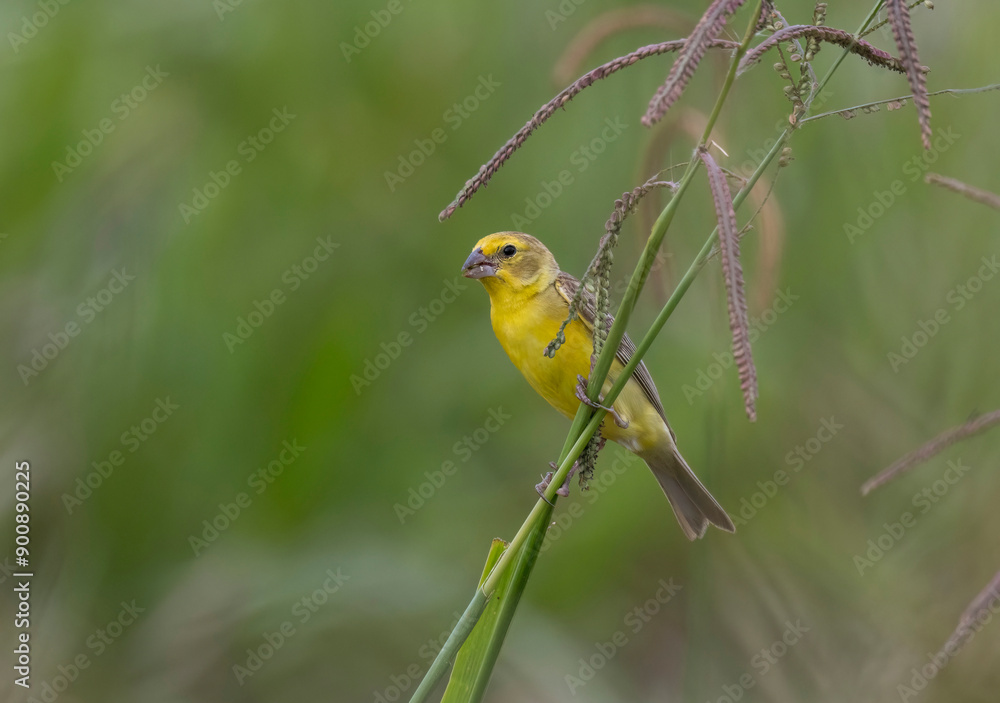 Grassland Yellow Finch (Sicalis luteola) Grassland Yellow Finch (Sicalis luteola)