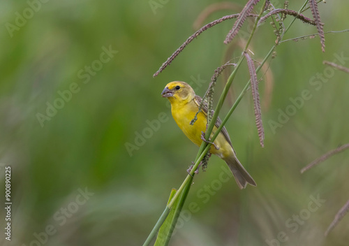 Grassland Yellow Finch (Sicalis luteola) photo