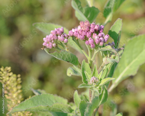 A close-up of the lavender pink flowers and buds of Sweetscent, Pluchea odorata, with pale green hairy leaves and stems. photo