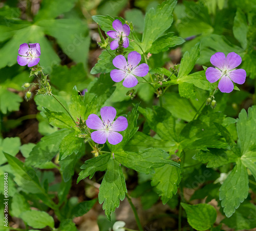 The delicate pink flowers and deeply lobed green leaves of the wild geranium, Geranium maculatum, a popular native garden plant. Native to North America.