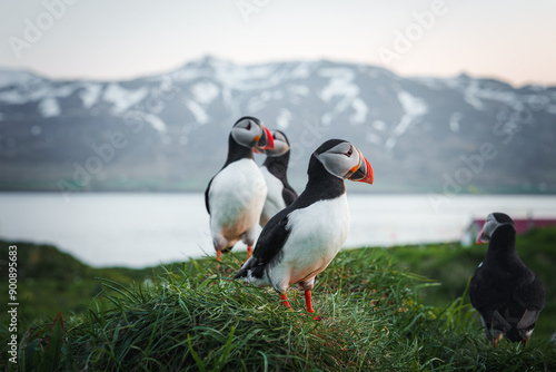 A group of puffins with colorful beaks stand on a grassy cliff in Iceland. The setting sun illuminates the scene, highlighting the snow-capped mountains and calm water.