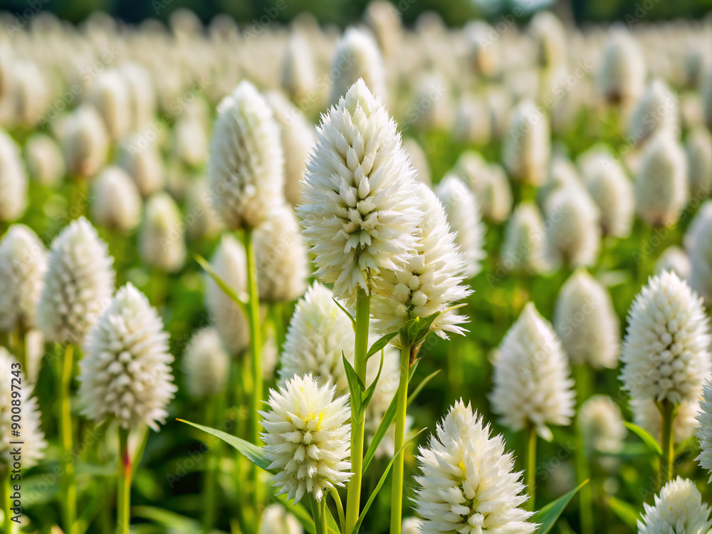 Obraz premium flowers in the wind, flower, grass, spring, branch, macro, willow, summer, dry, field, flowers, meadow, wild, flora, garden