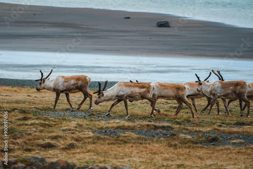 A group of reindeer with distinctive antlers and fur patterns walk across grassy and rocky terrain, near a sandy shoreline and calm sea in Iceland. photo