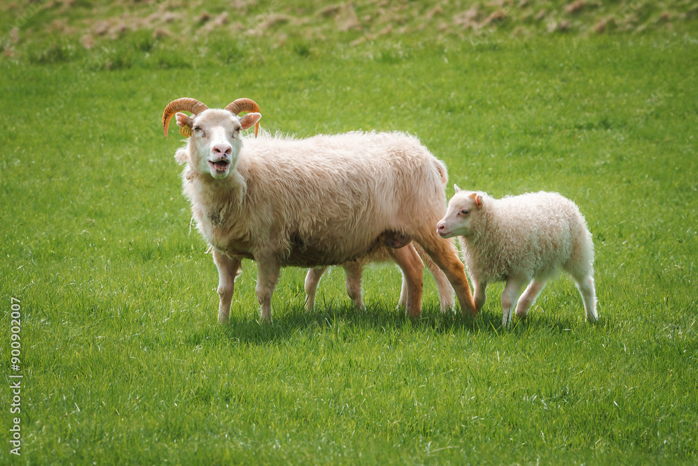 Naklejka premium A horned sheep and its lamb stand in a verdant field in Iceland. The serene rural setting highlights the natural beauty and pastoral charm of the region.