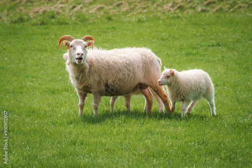 A horned sheep and its lamb stand in a verdant field in Iceland. The serene rural setting highlights the natural beauty and pastoral charm of the region.