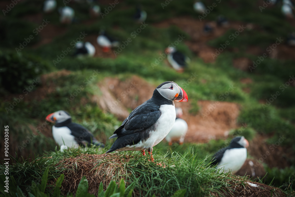 A lively scene of puffins with colorful beaks scattered across a lush green cliffside in Iceland. The image captures the natural habitat and rugged landscape of these seabirds. A lively scene of puffins with colorful beaks scattered across a lush green cliffside in Iceland. The image captures the natural habitat and rugged landscape of these seabirds.