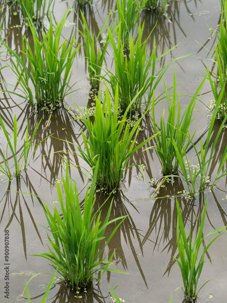 Obraz premium 苗が植えられた夏の水田