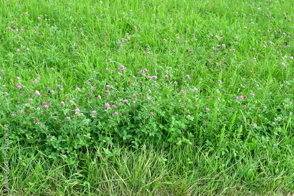 Purple Clover Flowers and Grass in a Farm Field Purple Clover Flowers and Grass in a Farm Field