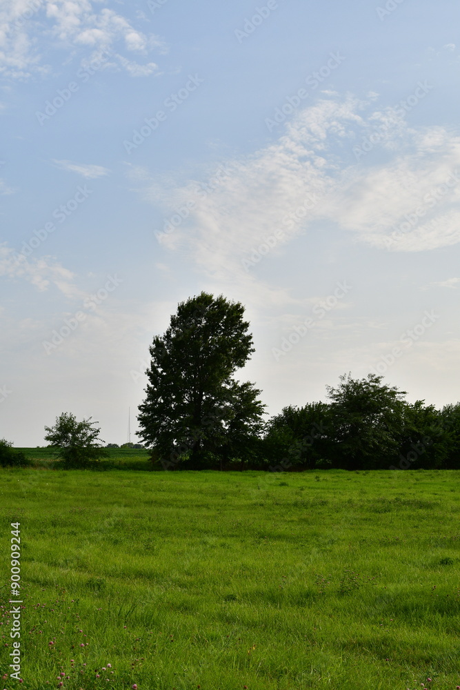 Fototapeta premium Blue Sky and Clouds Over Trees and Grass in a Field