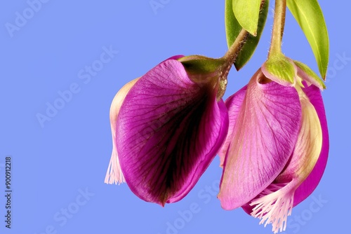 Close-up of Polygala Dazzler (Polygala myrtifolia x dalmaisiana) flowers on stem photo