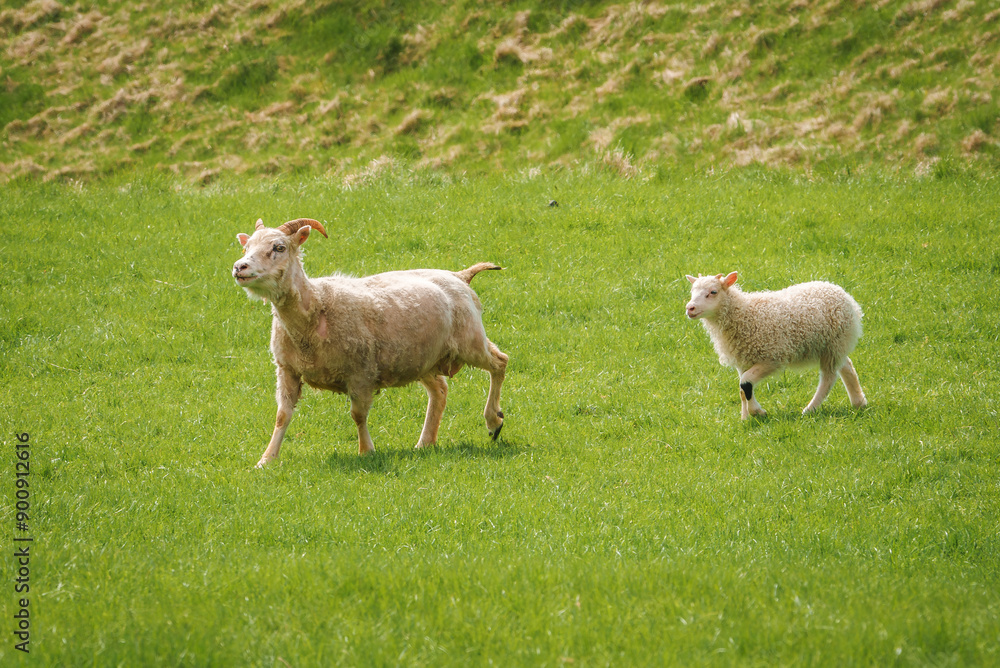 A serene pastoral scene in Iceland featuring a sheep with curved horns and a fluffy lamb on a green field. A gently sloping grassy hill completes the idyllic setting. A serene pastoral scene in Iceland featuring a sheep with curved horns and a fluffy lamb on a green field. A gently sloping grassy hill completes the idyllic setting.