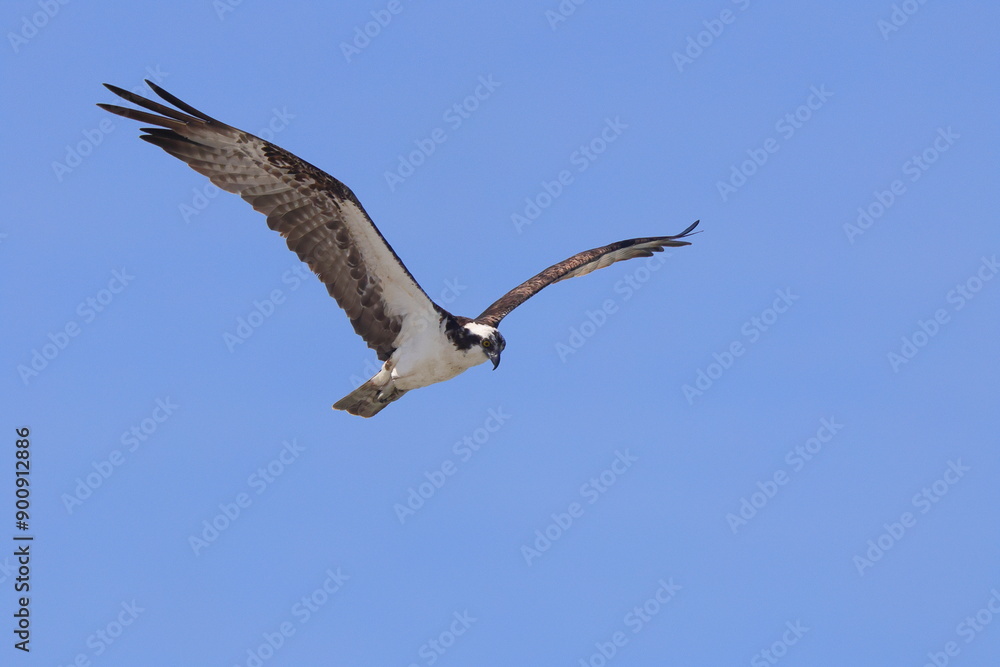 Osprey inflight against blue shy Osprey inflight against blue shy